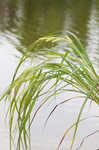 Giant sedge